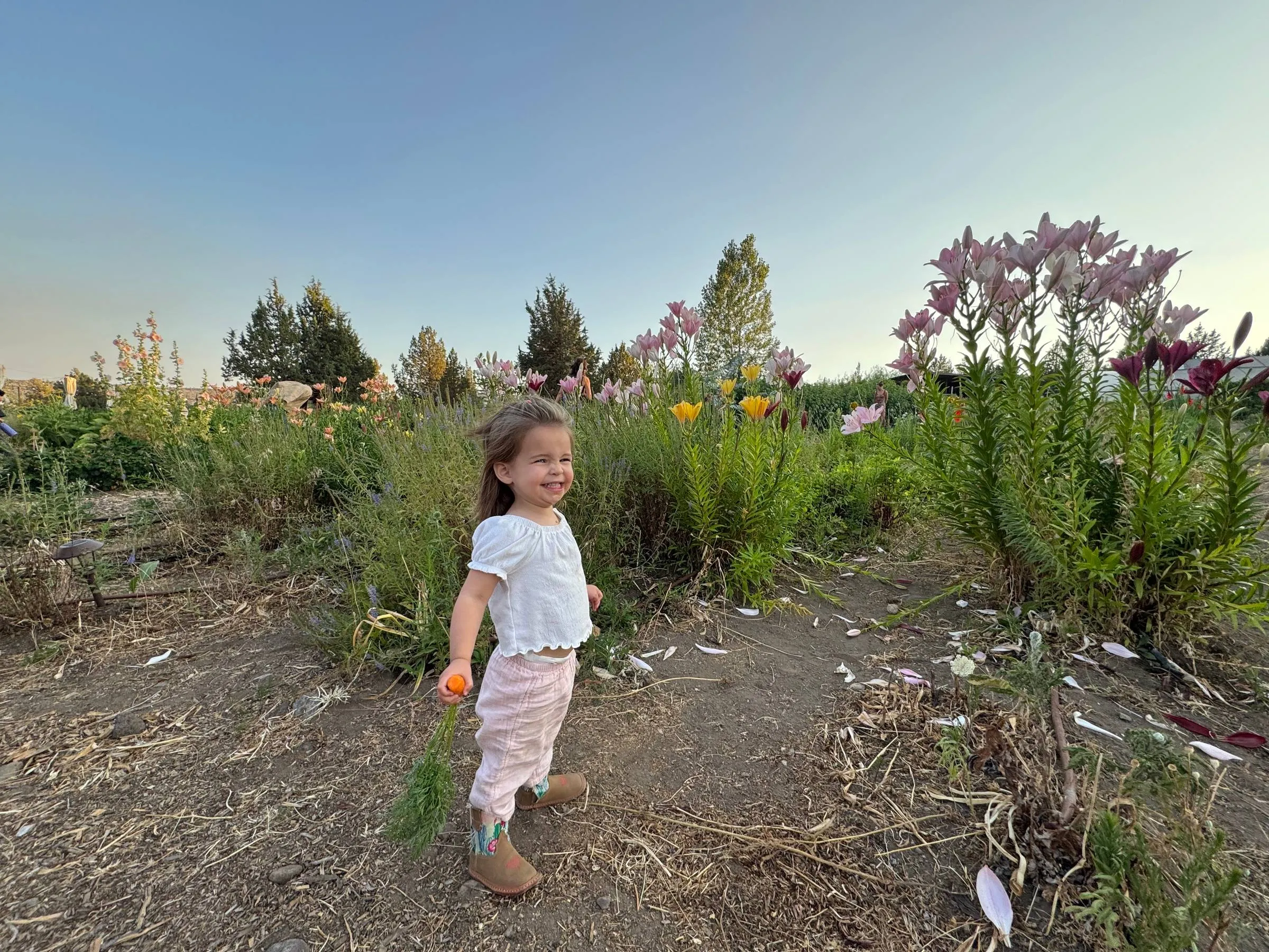 Ben’s toddler daughter smiling in a flower farm at sunset, holding a freshly pulled carrot, surrounded by blooming lilies