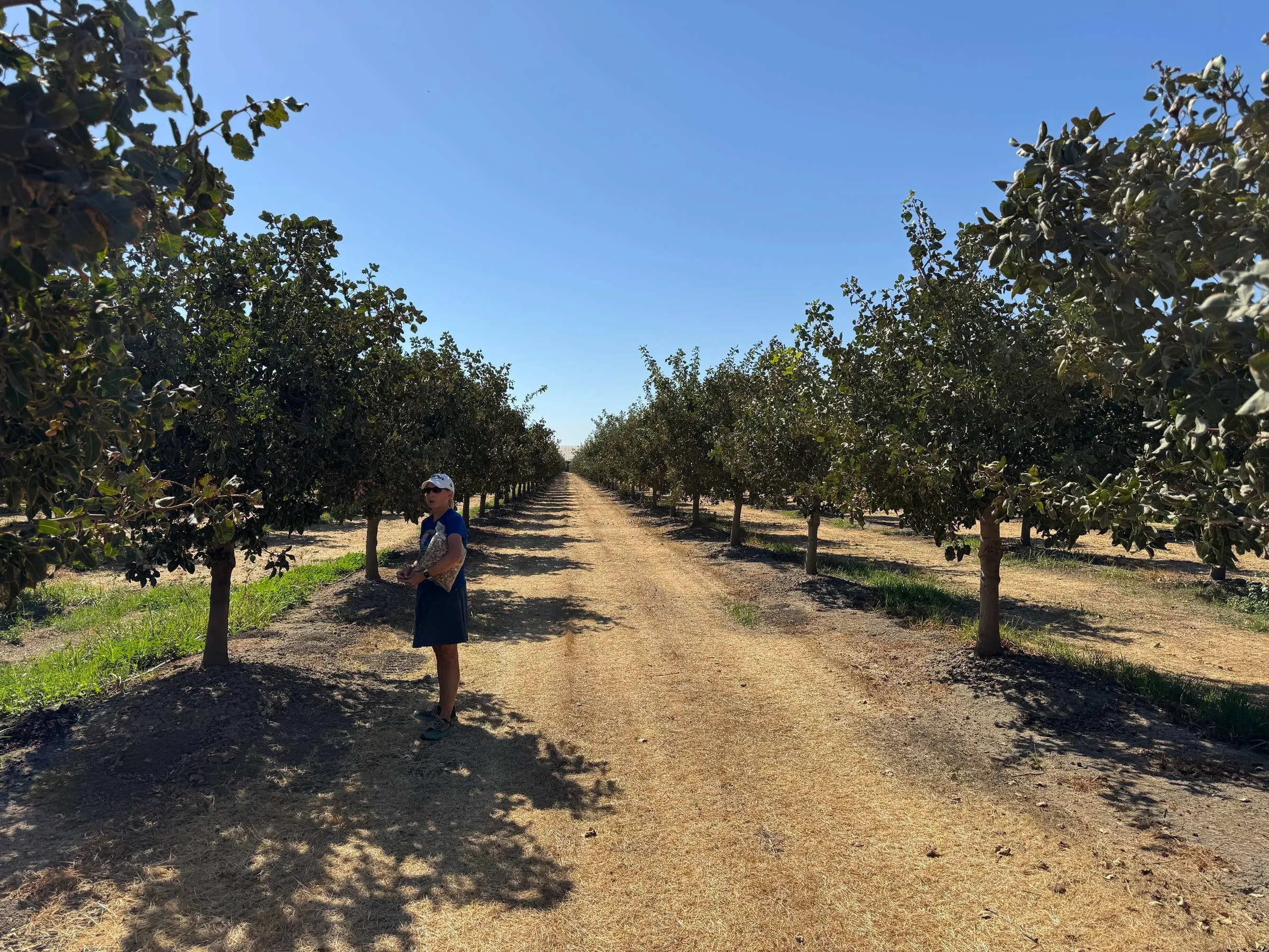 Ripe pistachios growing on a tree at the farm