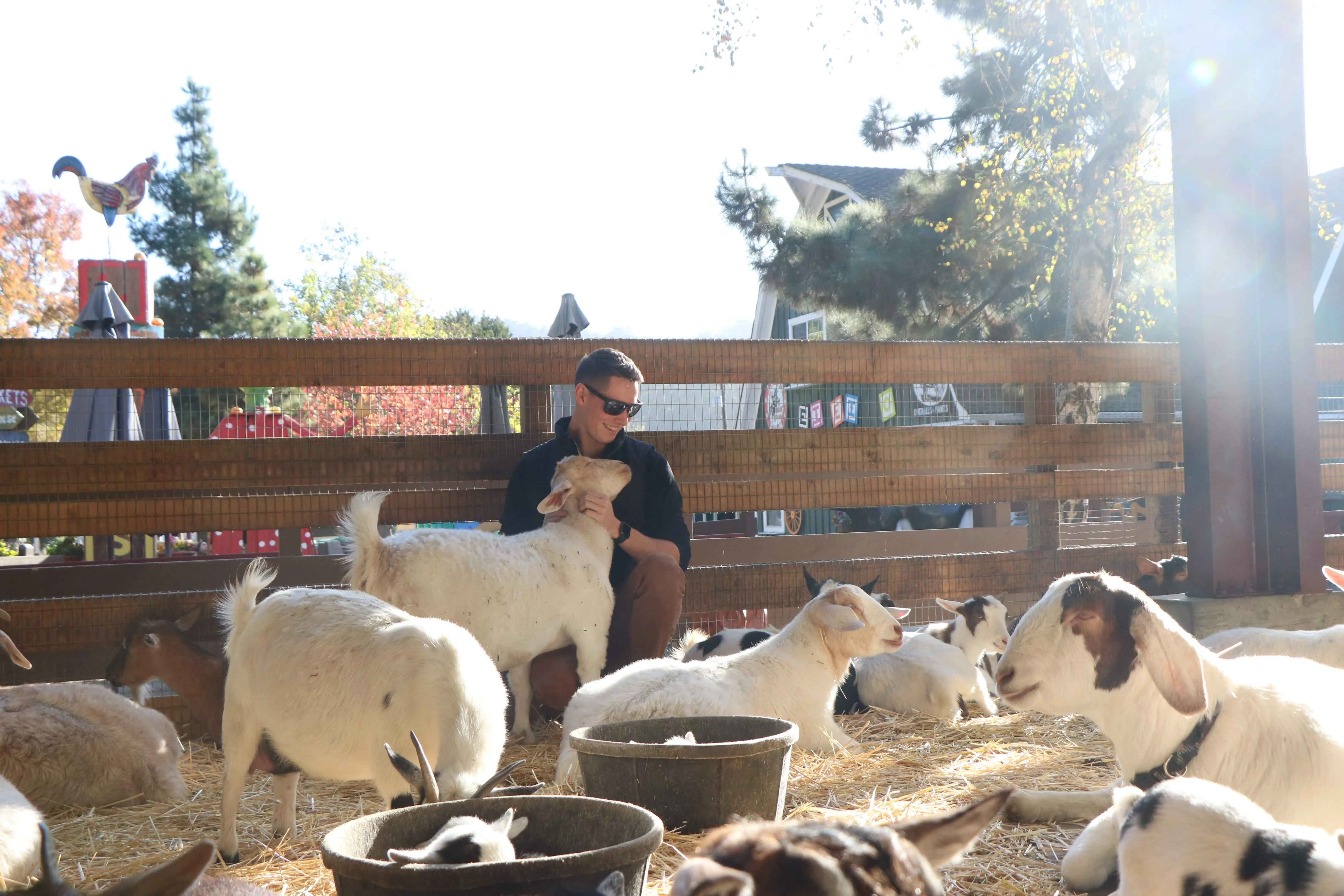 A goat looking at the camera
