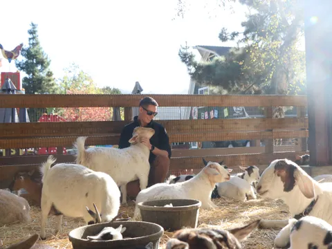 Goats… it’s weird, I know, but just keep reading…