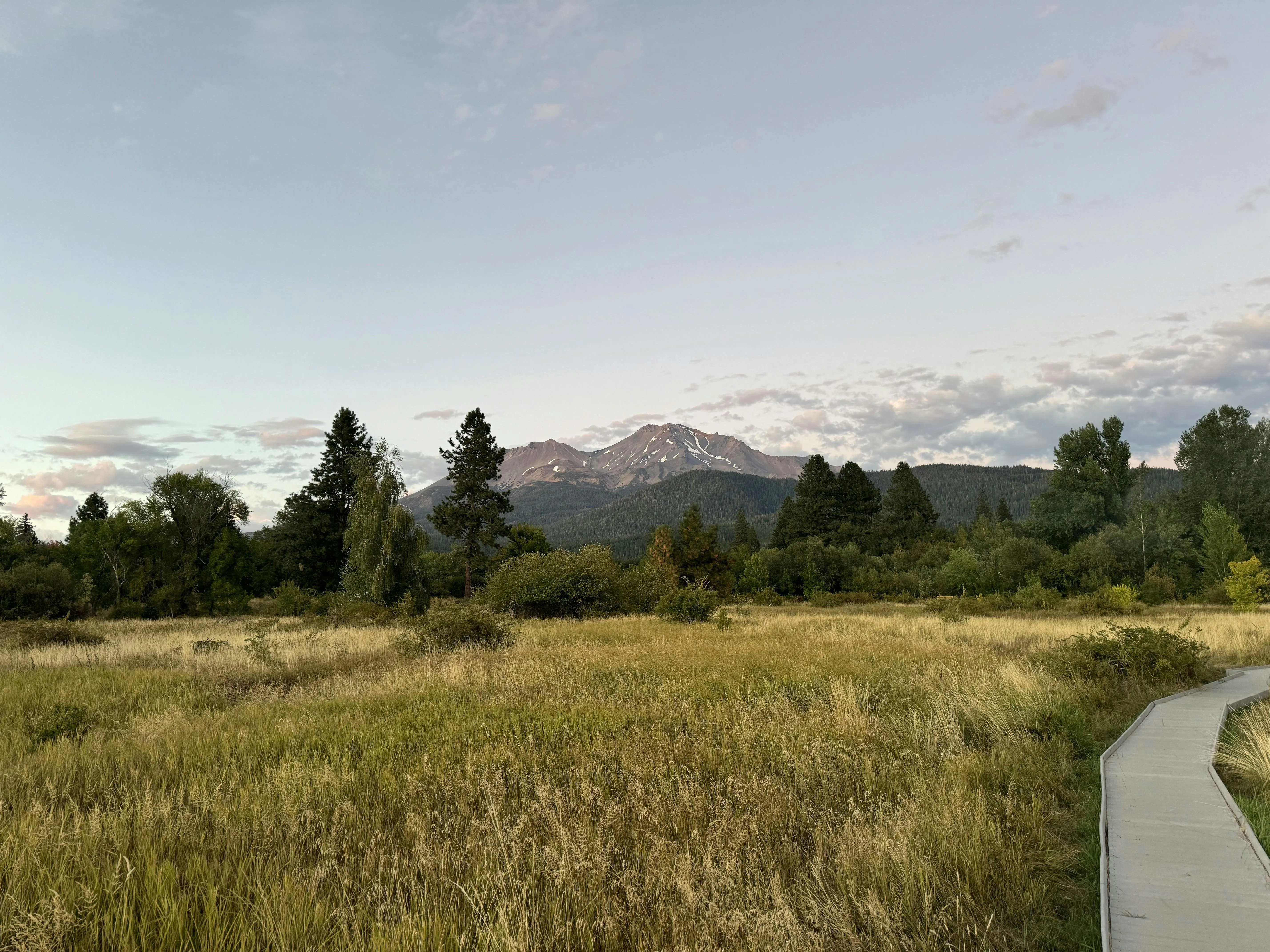 Wooden boardwalk winding through a golden meadow toward the snow-flecked peak of Mt. Shasta at dusk
