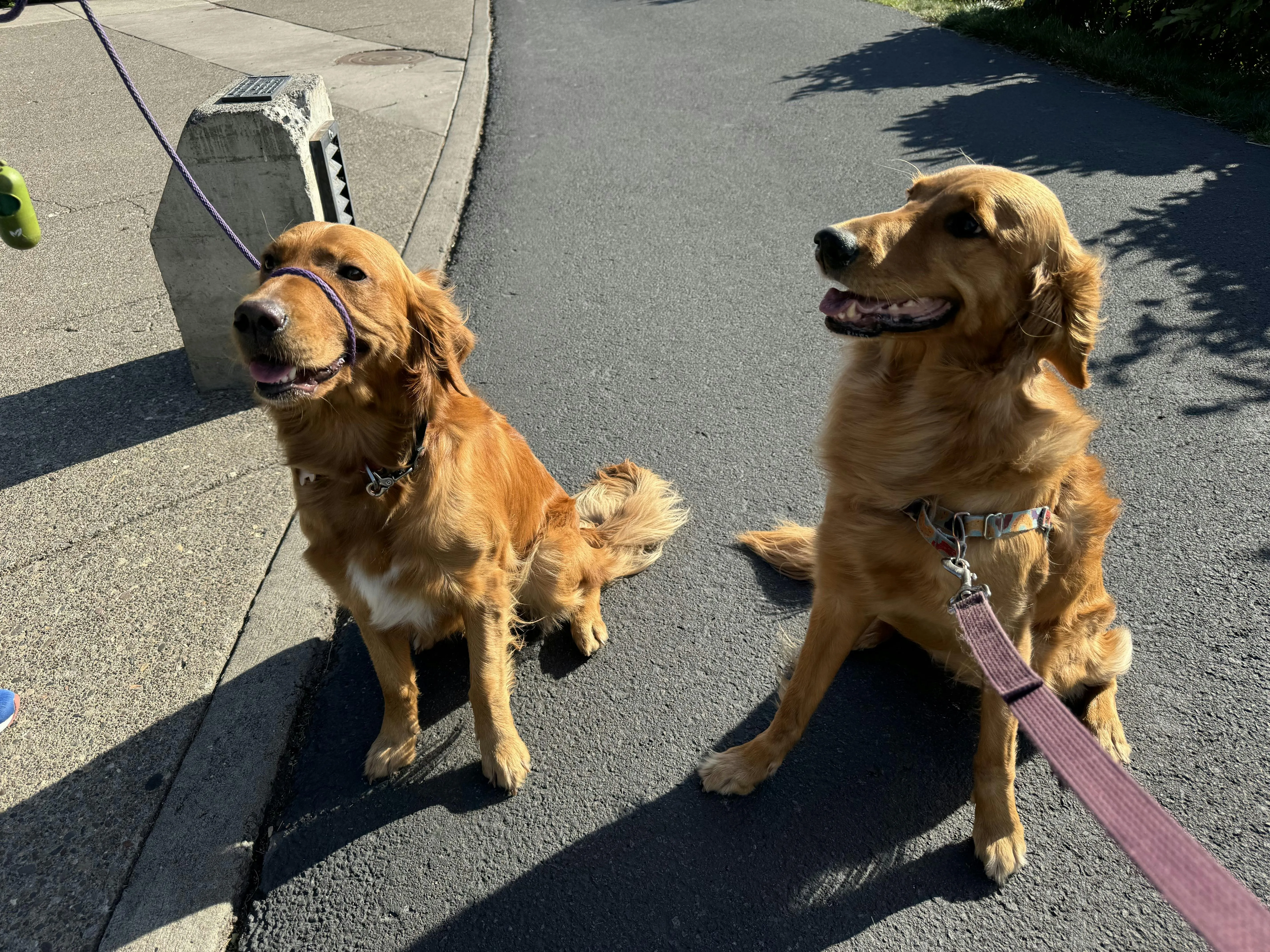 Two golden retrievers that look like twins sitting on a sunny sidewalk on a walk