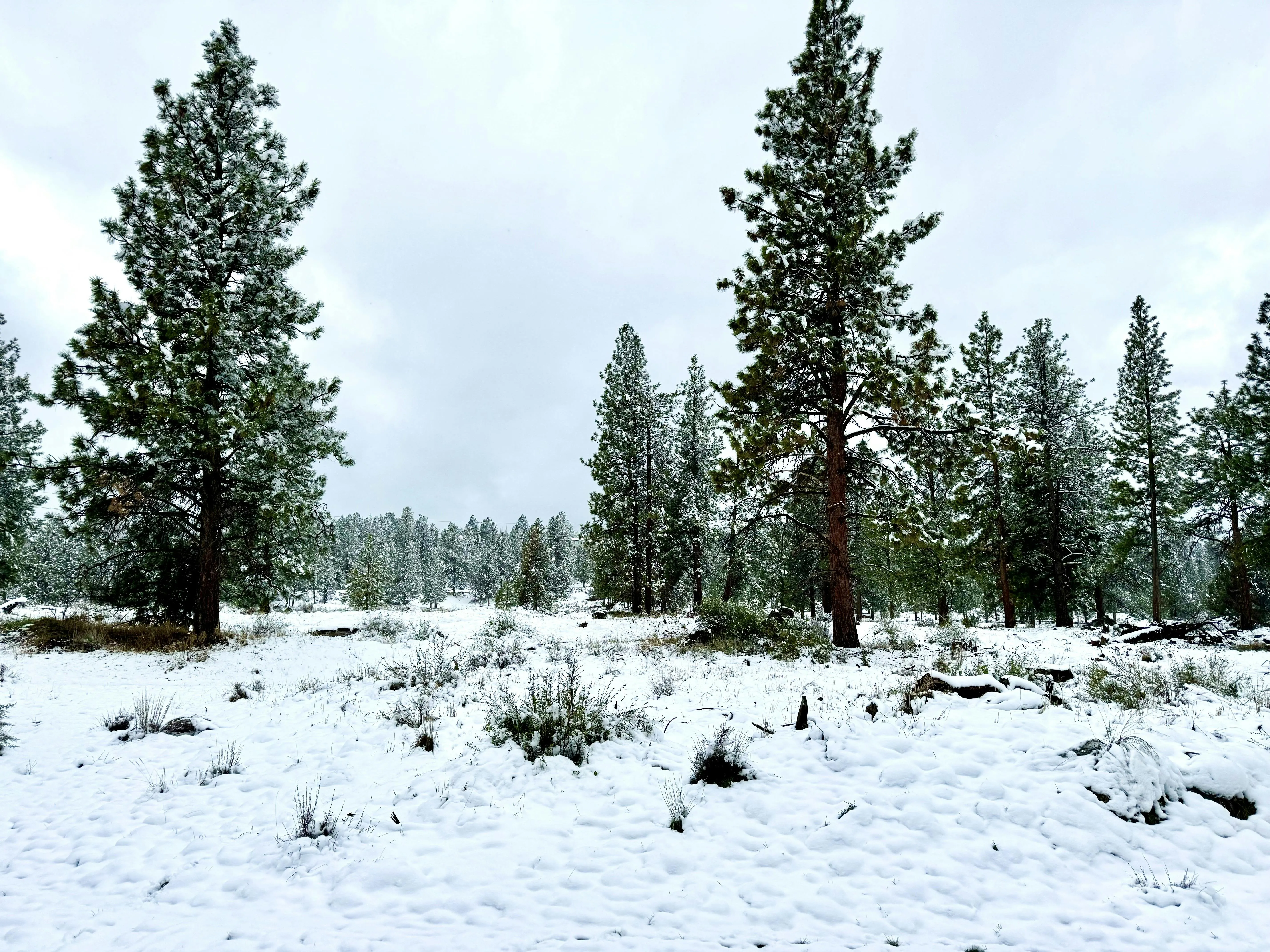 Snow-covered scene after a spring snowfall