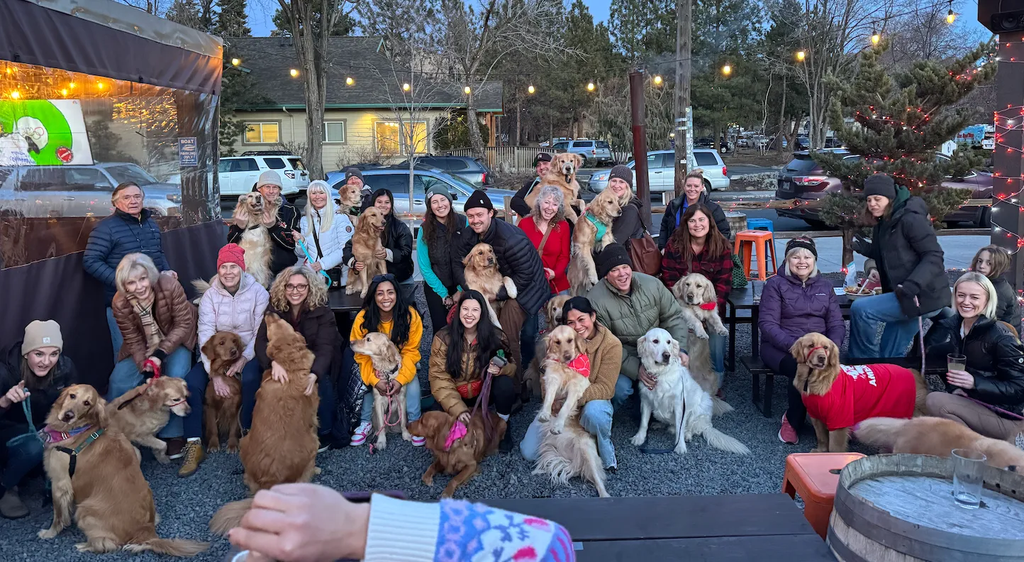 A large group of golden retrievers and their owners gathered at a local meetup
