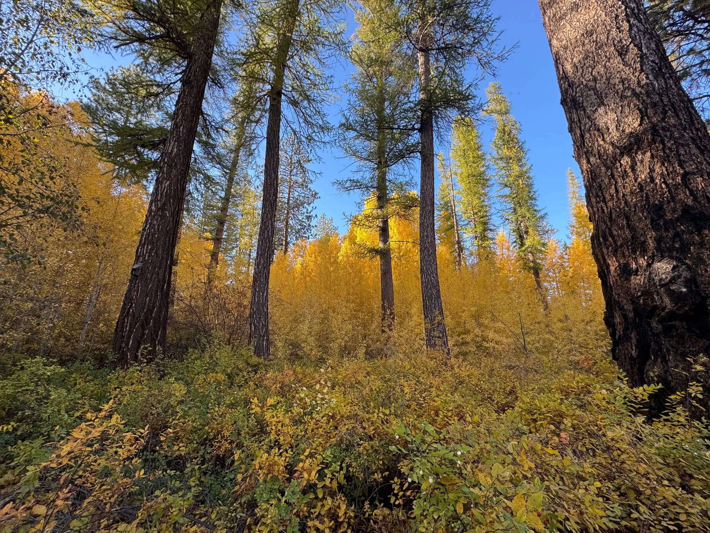 Tall pine and larch trees with golden autumn foliage under a clear blue sky
