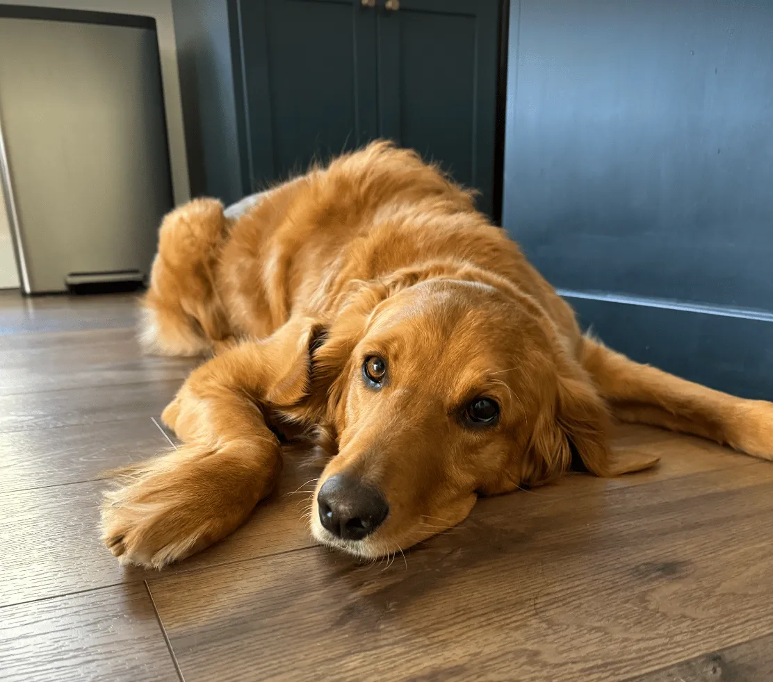 A golden retriever lying on a hardwood floor, looking up at the camera