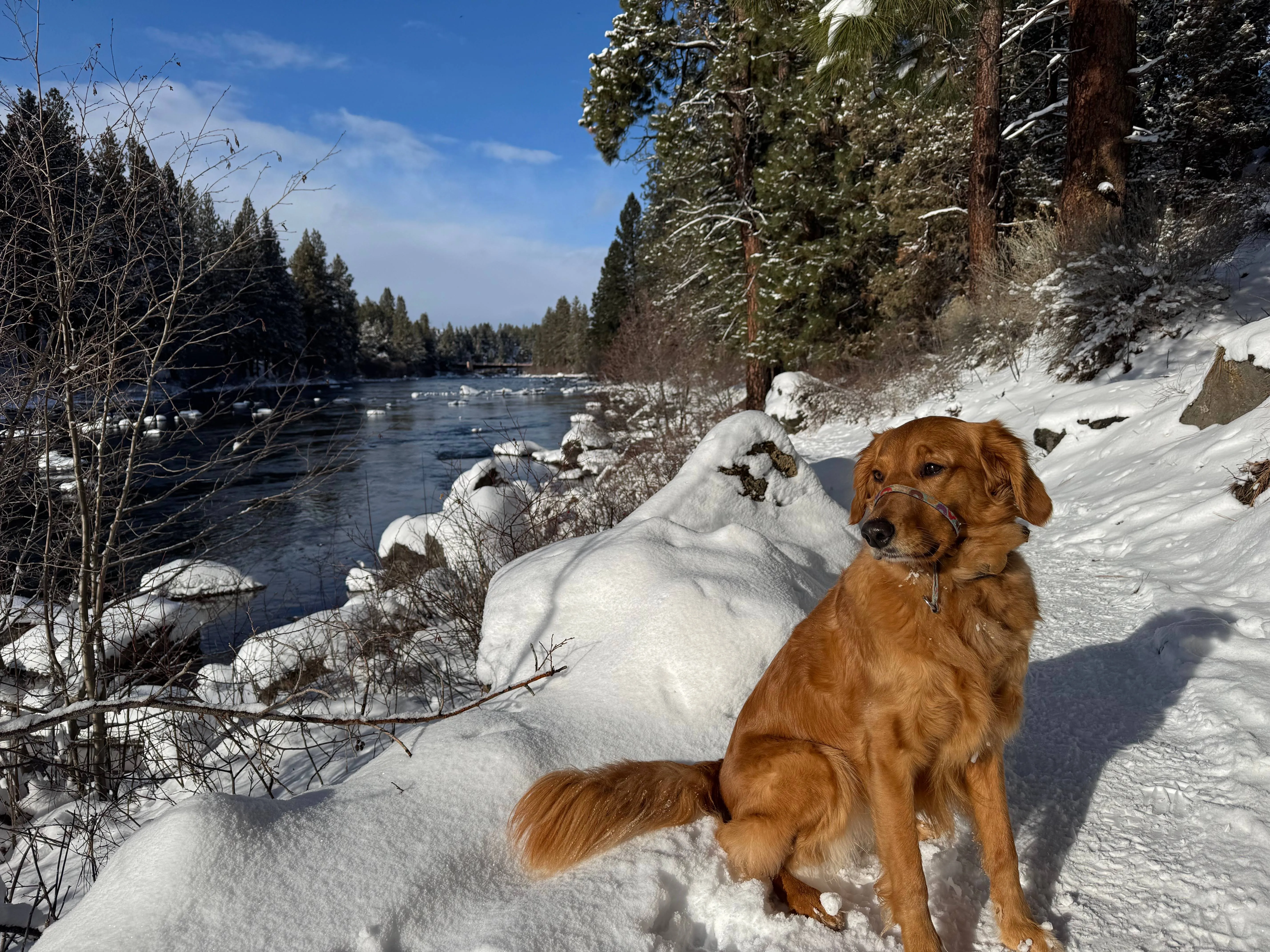 A golden retriever sitting in the snow on a trail beside a partly frozen river lined with snow-covered evergreen trees