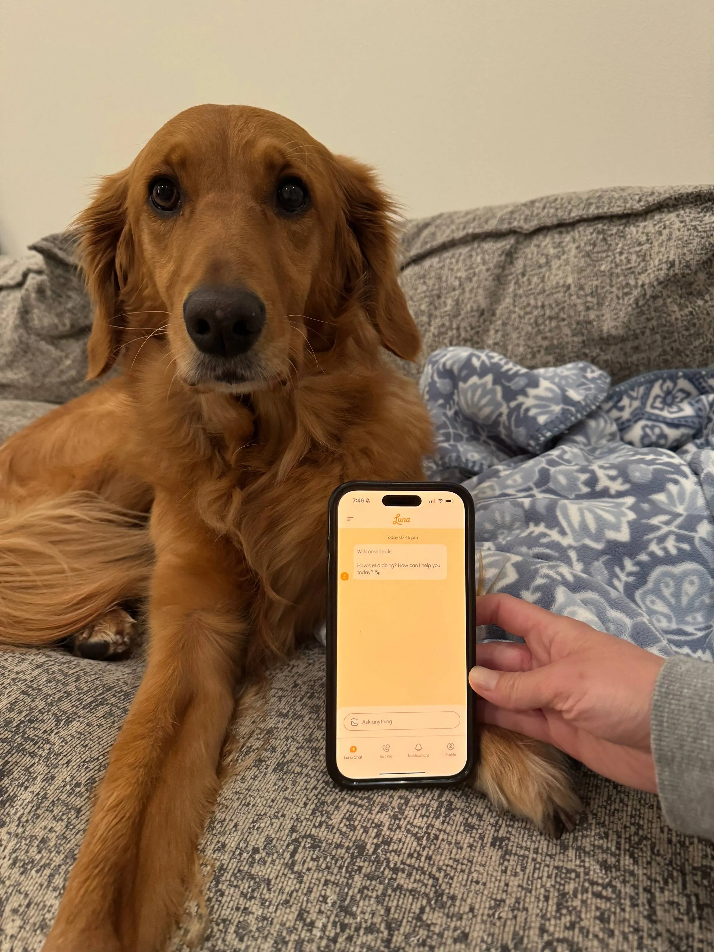 Golden retriever lying on a couch next to a hand holding a phone that shows the Luna pet-care app chat screen