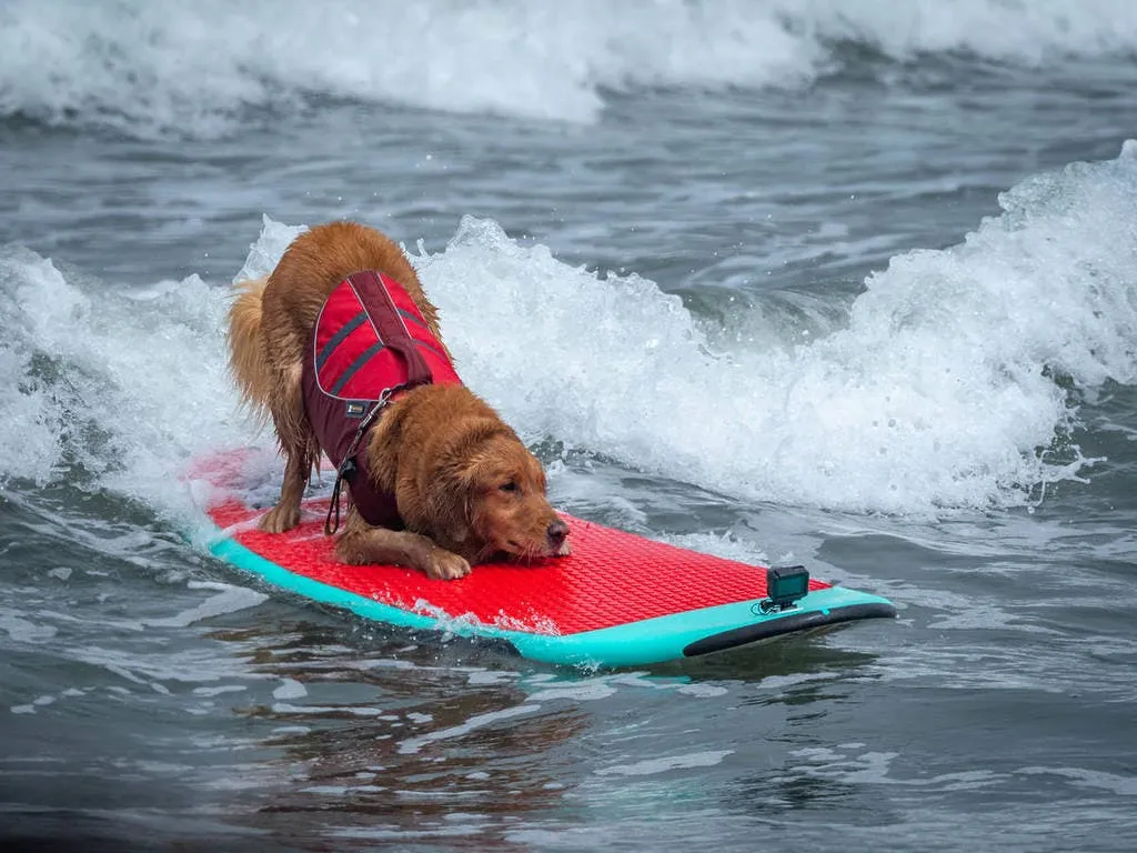 A golden retriever in a red life vest riding a surfboard across a breaking ocean wave