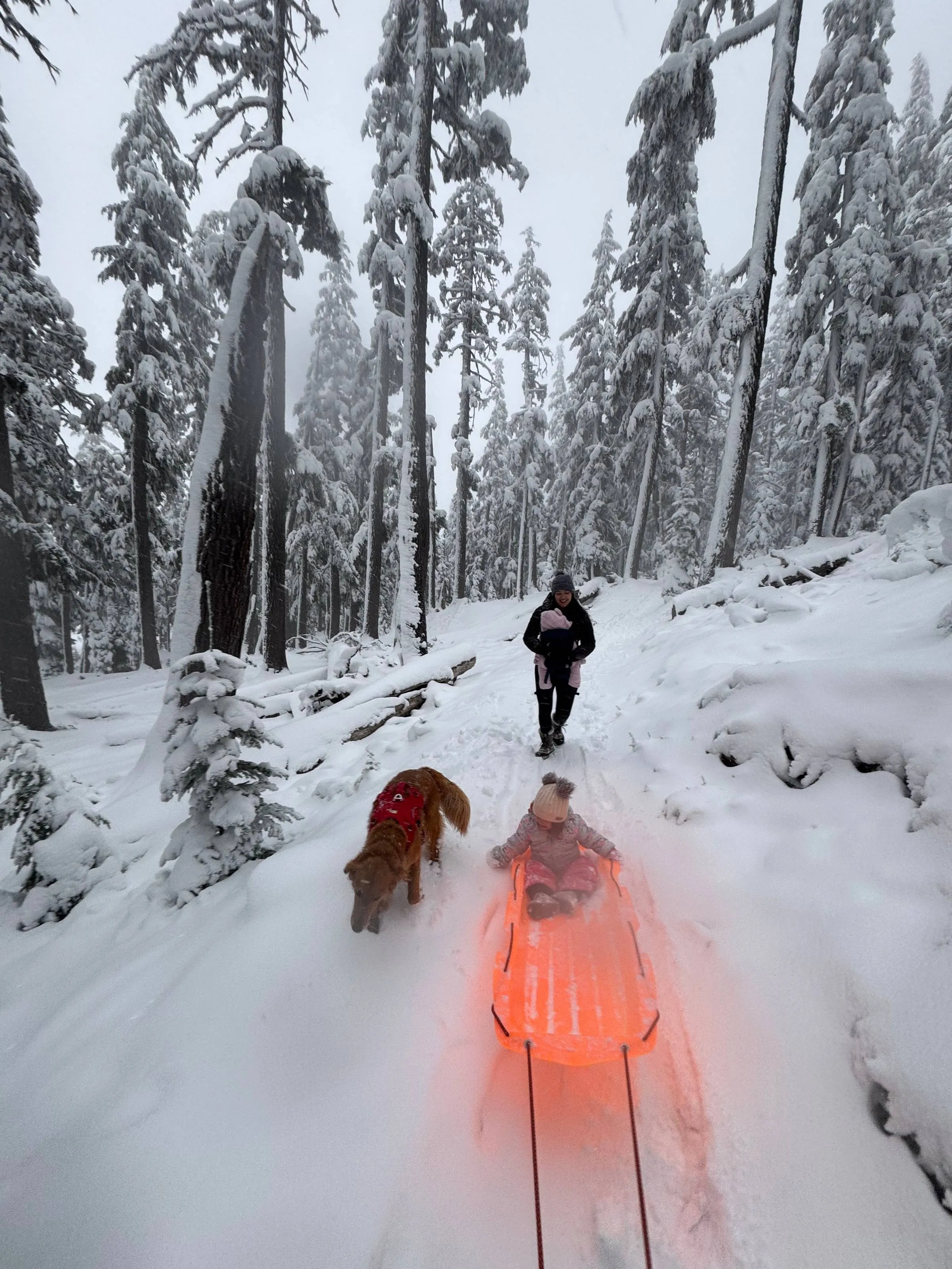 A little one in a pink snowsuit riding a glowing orange sled down a snowy forest trail, with a dog and an adult walking behind